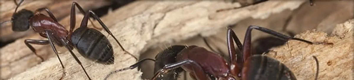 Close-up of ants on wood showing an active ant infestation in Syracuse, NY