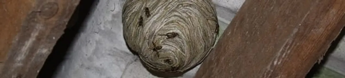 Wasp nest in an attic space, a common home infestation risk in Syracuse, NY
