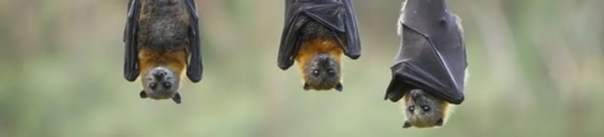 Bats roosting together, a common sign of a bat infestation in Syracuse, NY