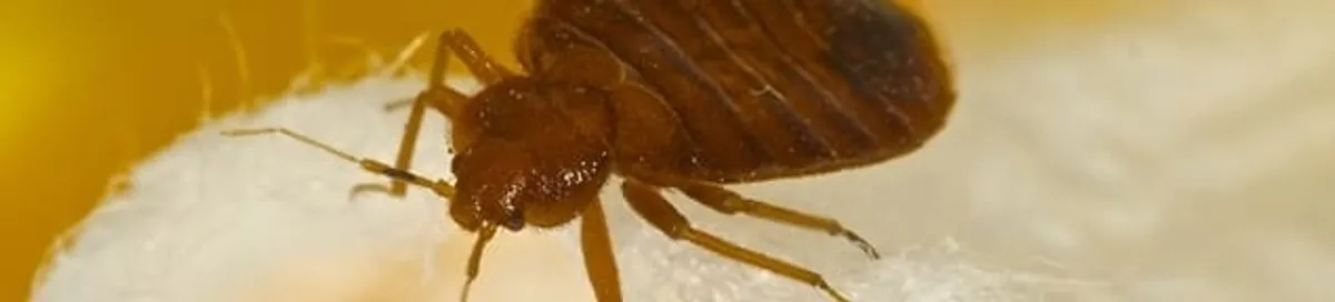 Close-up of a bed bug, a sign of an active infestation in Syracuse, NY