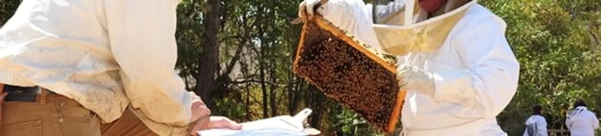 Bee removal specialists relocating a hive and honeycomb safely in Syracuse, NY