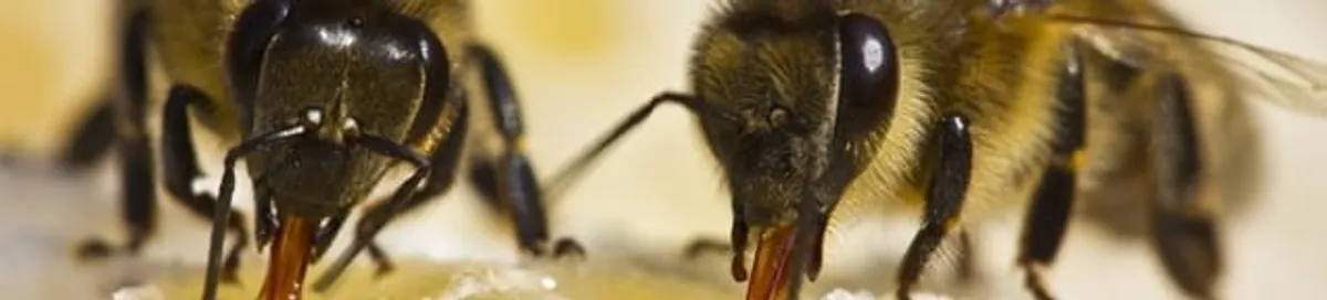 Close-up of honey bees, a sign of a nearby hive in Syracuse, NY