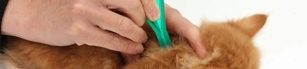Flea treatment for pets using a flea comb, a sign of flea problems in Syracuse, NY