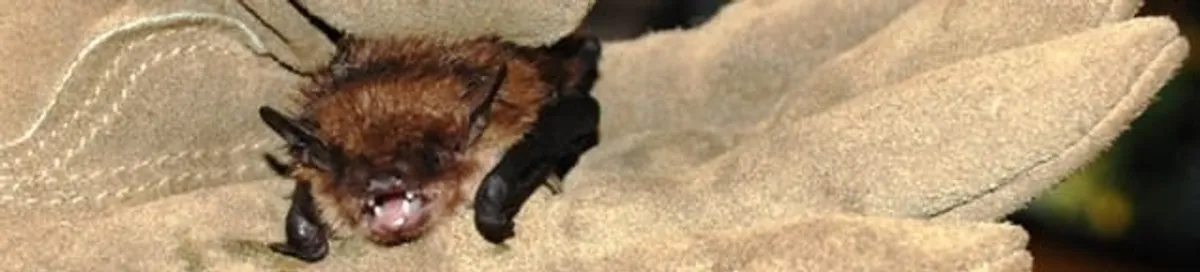 Bat removal specialist holding a bat safely during humane exclusion in Syracuse, NY