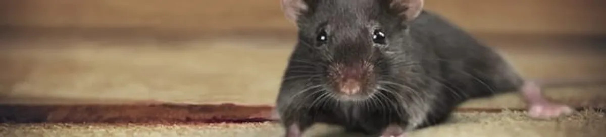Mouse indoors, a common sign of a rodent infestation in Syracuse, NY