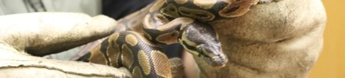 Snake removal specialist safely handling a snake with protective gloves in Syracuse, NY
