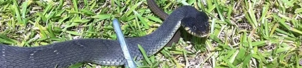 Snake in a yard, a common sign of a snake problem near a home in Syracuse, NY