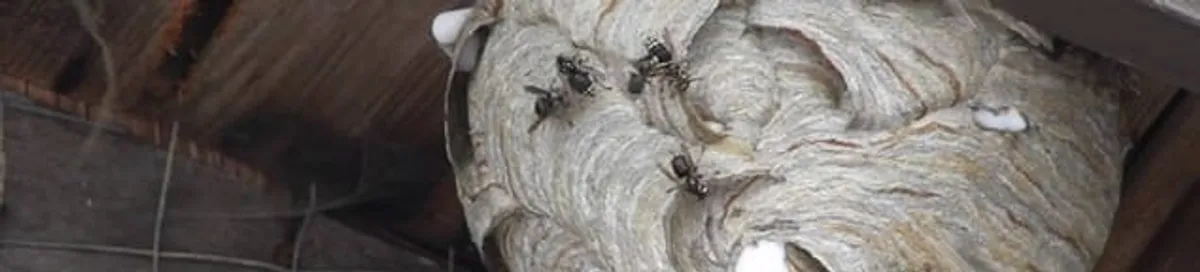 Close-up of a wasp nest with active wasps, a sign of an infestation in Syracuse, NY